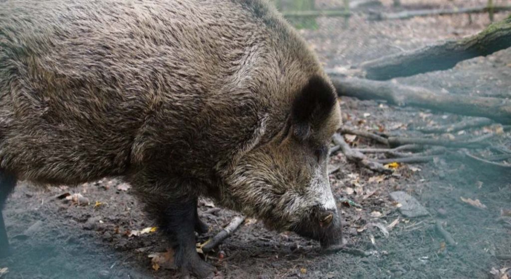 México suspende las importaciones de carne de cerdo de España por la peste porcina