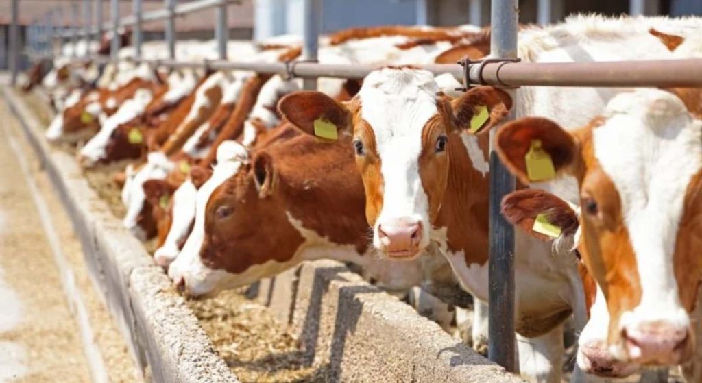 Francia va a vacunar a casi un millón de bovinos contra la dermatosis detectada en el sur del país