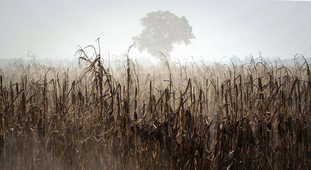 El fenómeno el Niño vuelve con más fuerza que nunca en el peor momento posible y se suma a los problemas para las materias primas